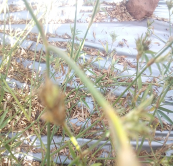 Polythene Mulching for Efficient Seed Collection in Stylosanthes hamate
