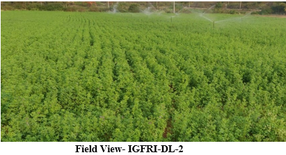 Lucerne variety IGFRI-DL-2 (AWCL-2)