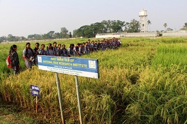 ricewalk-01-2019
