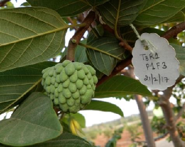 Arka Sahan Annona: Smart Farming for All-Season Profitability