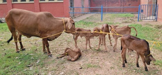 A Leap Forward in Indigenous Breeding: ICAR–IVRI’s Breakthrough in Producing Sahiwal Calves through Advanced Reproductive Technologies
