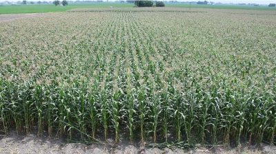 Maize Silage Revolution: IIMR’s Breakthrough Initiative Transforms Livestock Feeding in North-West India