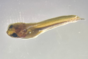 From Hill Streams to Hatcheries: ICAR-CIFRI Leads India’s First Breakthrough in Captive Breeding and larval rearing of Channa stewartia