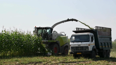Maize Silage Revolution: IIMR’s Breakthrough Initiative Transforms Livestock Feeding in North-West India