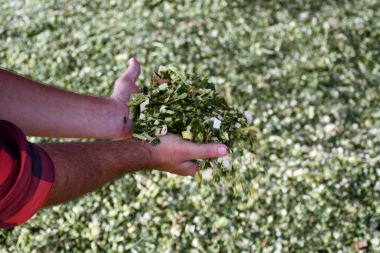 Maize Silage Revolution: IIMR’s Breakthrough Initiative Transforms Livestock Feeding in North-West India