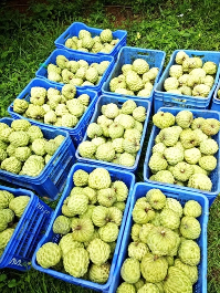 Arka Sahan Annona: Smart Farming for All-Season Profitability