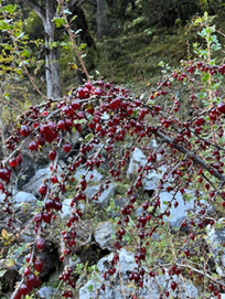 Unveiling Nature's Hidden Treasure: Conserving the Wild Edible Fruit Wealth of Western Arunachal Pradesh