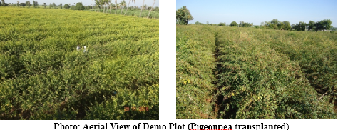 Transplanting Technology: Unlocking the Yield Potential of Pigeonpea through a Sustainable and Resource-Efficient Approach in Bidar District