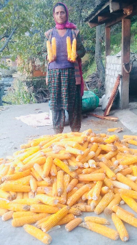 Empowering Chamba: ICAR-IIMR’s Interventions Drive Sustainable Maize Development in Tribal Villages