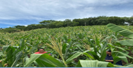 The Inspiring Journey of Gloria Sangtam in Natural Farming