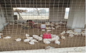 KVK, Gumla Empowers Tribal Woman Farmer to Build a Poultry Enterprise, Earns ₹2.23 Lakh Annually