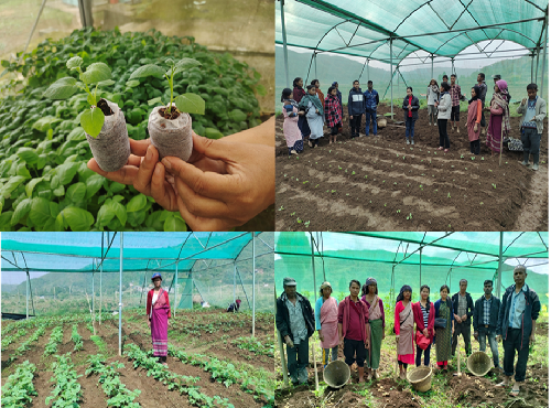 Transforming Seed Potato Production through Apical Rooted Cuttings: A Success Story from Meghalaya