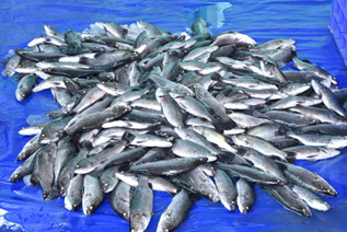 successfulCagefarmingofAsianSeabass-3