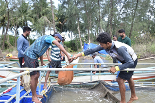 successfulCagefarmingofAsianSeabass-4