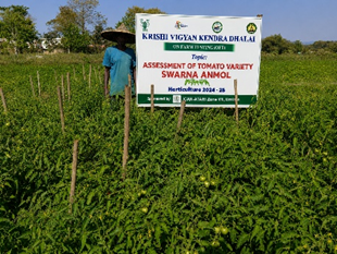 Disease-Resistant Tomato Hybrid Boosts Yield by Nearly 30% and Enhances Farmer’s Income in Tripura