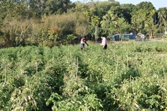 Disease-Resistant Tomato Hybrid Boosts Yield by Nearly 30% and Enhances Farmer’s Income in Tripura