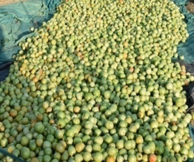 Disease-Resistant Tomato Hybrid Boosts Yield by Nearly 30% and Enhances Farmer’s Income in Tripura