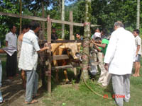 trng-mithun-farmer-nrc-mihun-28-08-2012-1