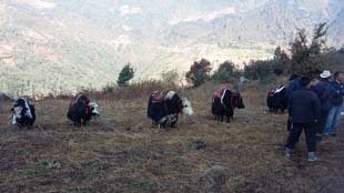 yak-03-26112014.jpg